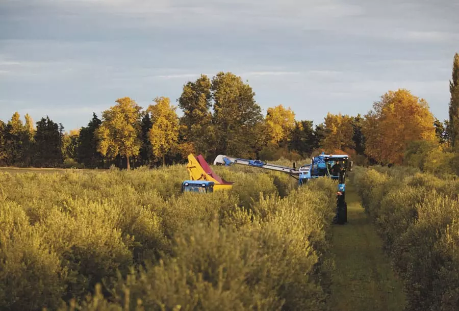 New Holland Braud 9090X Olive Harvester